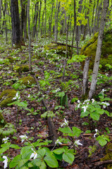 Deciduous forest carpeted with White Trillium in spring after a rainfall
