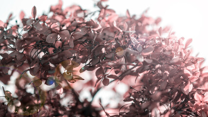 beautiful flowers growing outdoor in sunshine, close view 