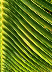 green palm leaf