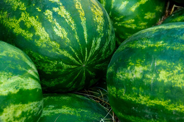 a lot of green delicious watermelons in the hay