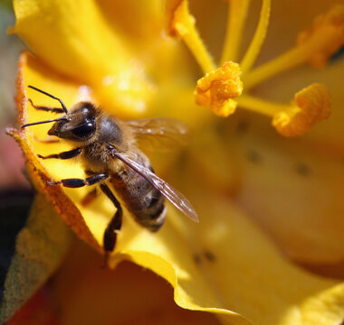 Macro of a honey bee