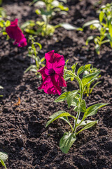 Red petunia flower with green leaves blooms on the brown soil in summer