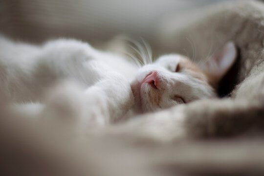 Cat sleeping on woolen blanket on bed with blissful face