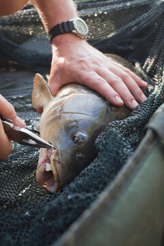 Man unhooking a carp fish