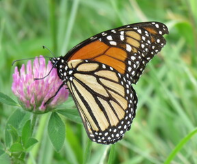 Obraz premium butterfly on a flower