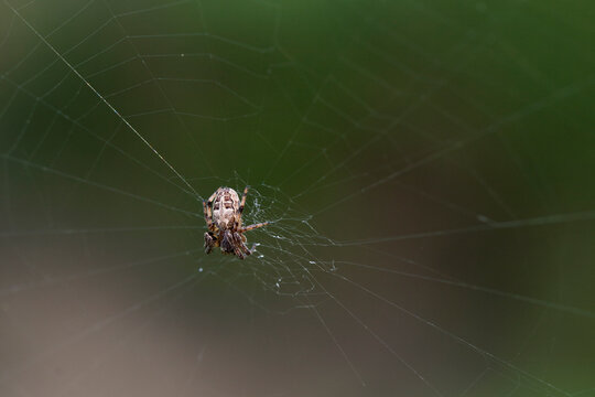 Macro catch of spider on its web