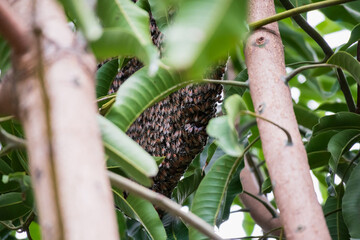 large wild honey bee comb on tree branch