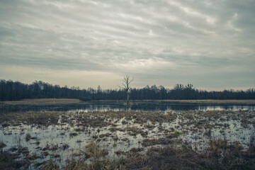 Minimalist landscape with a tree on the lake.