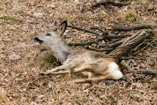 Sarna Capreolus ranna w lesie
