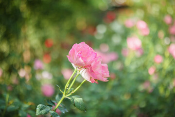 Beautiful pink roses flower in the garden