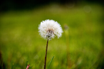 Flowers of spring and summer