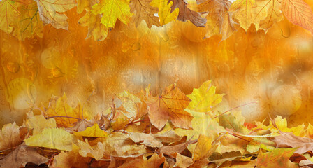 Naklejka na ściany i meble Beautiful autumn background with golden leaves on rainy day. Banner design