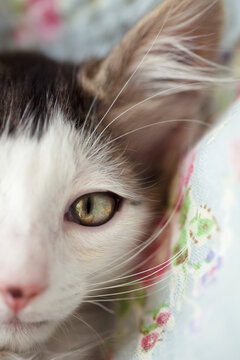 Extreme close up of kitten beautiful muzzle