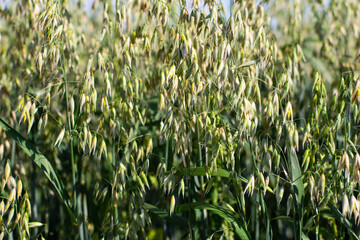 Close up of oat plants, also called Avena sativa or Hafer