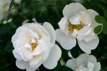 Rosehip in blooms with white roses