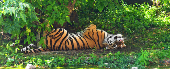 Siberian tiger (P. t. altaica), also known as Amur tiger, sleeps in shade of trees in hot summer