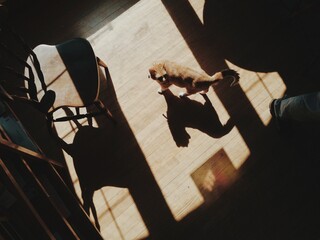 Cat on Dining Room Floor