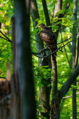 Red Tailed Hawk