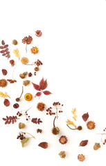 Autumn background top view. dried flowers and leaves isolated on white   background. Flat lay, copy space. Autumn, fall concept.   