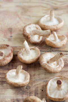 Shiitake mushroom