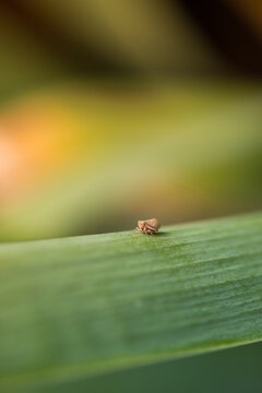 Detail of a little bug on a plant, in my garden.