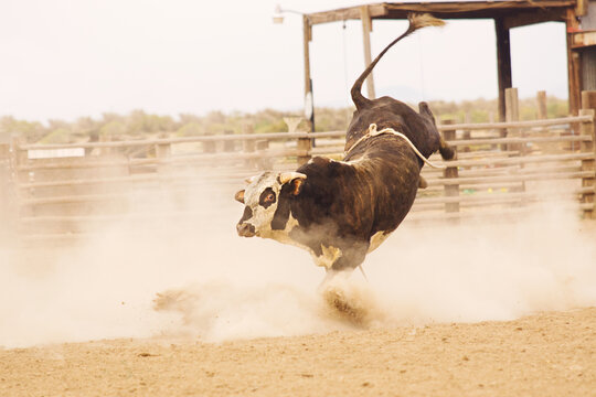 A Rodeo Bucking Bull Bucks In A Dirt Arena.