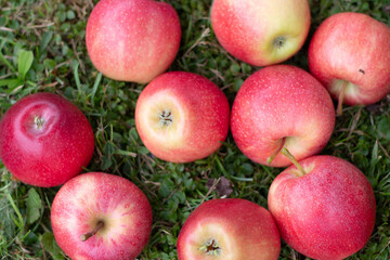 Top view of a basket full of red apples on grass during fall season