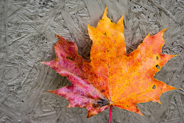 Background of colourful maple leaf in autumn.