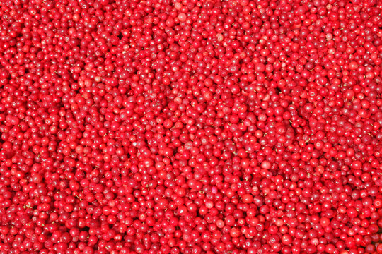 Pile of red lingonberries (cowberries) fill in the image