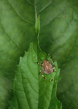 Stink bug nymph on a green leaf