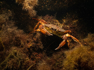 A closeup picture of a crab in a beautiful marine environment. Picture from Oresund, Malmo in southern Sweden.