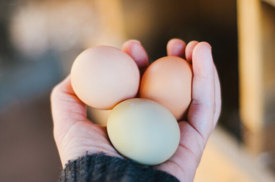 hand holding three fresh multi-colored eggs