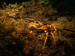 A closeup picture of a crab in a beautiful marine environment. Picture from Oresund, Malmo in southern Sweden.
