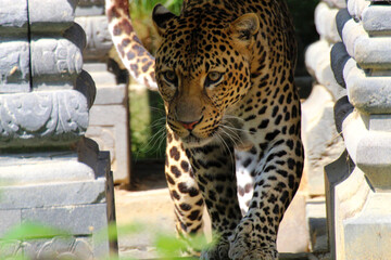 The Javanese Panther