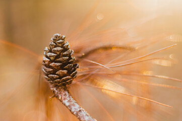pinecone on a branch in golden light