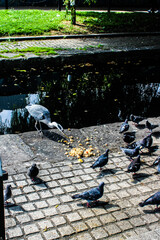 Grey heron feeding on canal bank with pigeons and water in the background Latin name for grey heron is Ardea cinerea