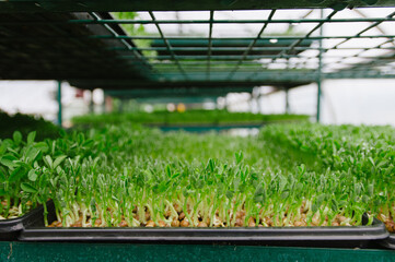 trays of pea shoots in a greenhouse