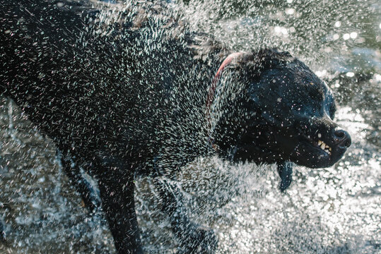Black lab shaking dry