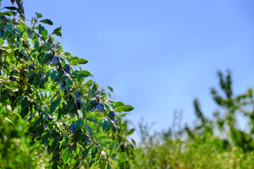 Purple, ripe plum fruits on a branch with leaves on the tree, plums ready to harvest. At sunset, a different color. Orchard plum.