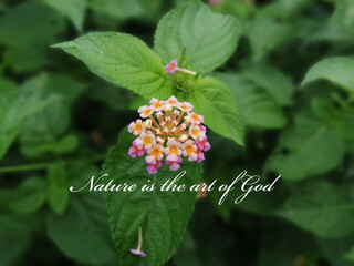 Nature is the art of God text with natural background