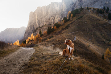 dog in the mountains. Nova Scotia Duck Tolling Retriever on peak of rocks at sunset. . Hiking with a pet