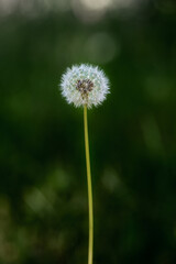 Dandelion 