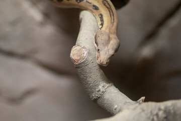 Close up of Columbia Boa constrictor