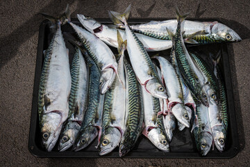 A fresh catch of mackerel on a tray. Gray background
