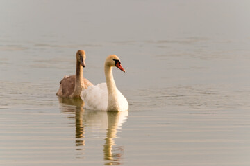 Swan portrait at sunset in the wild