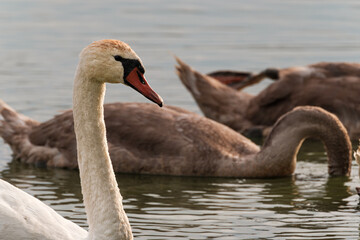 Fototapeta premium Swan portrait at sunset in the wild