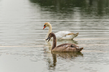Swan on the water