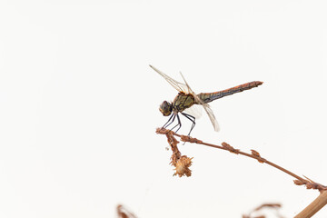 Dragonfly on white background