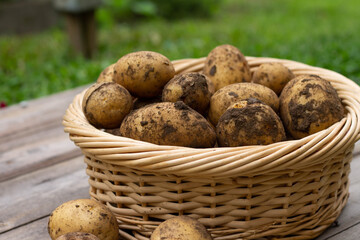 Basket with fresh, yellow potatoes. Harvest, country life
