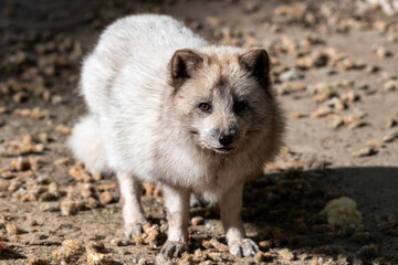 Polarfuchs